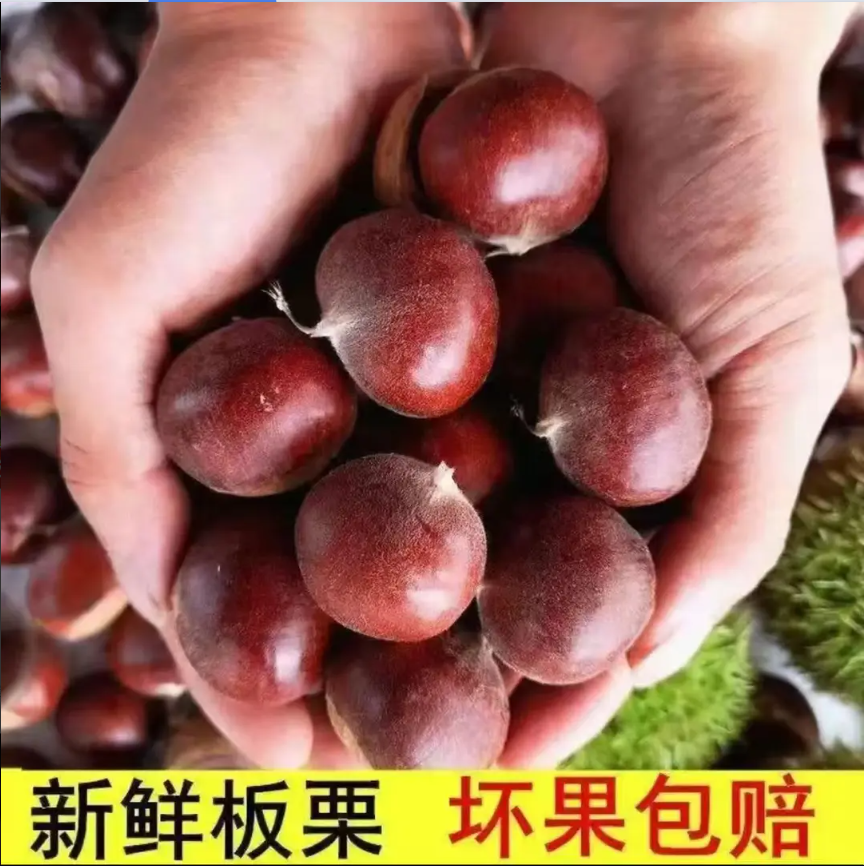 【买3斤送2斤】新鲜当季丹东高山生板栗甘甜香糯难剥皮送栗爪