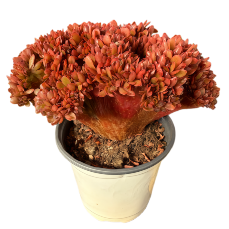 【糖果缀化】带盆土发  新手必入多肉盆栽 多肉任意3单包邮