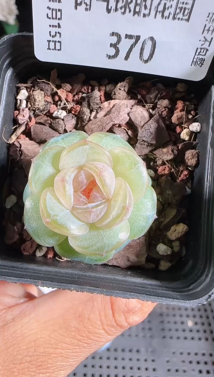 1115-370群生不包整