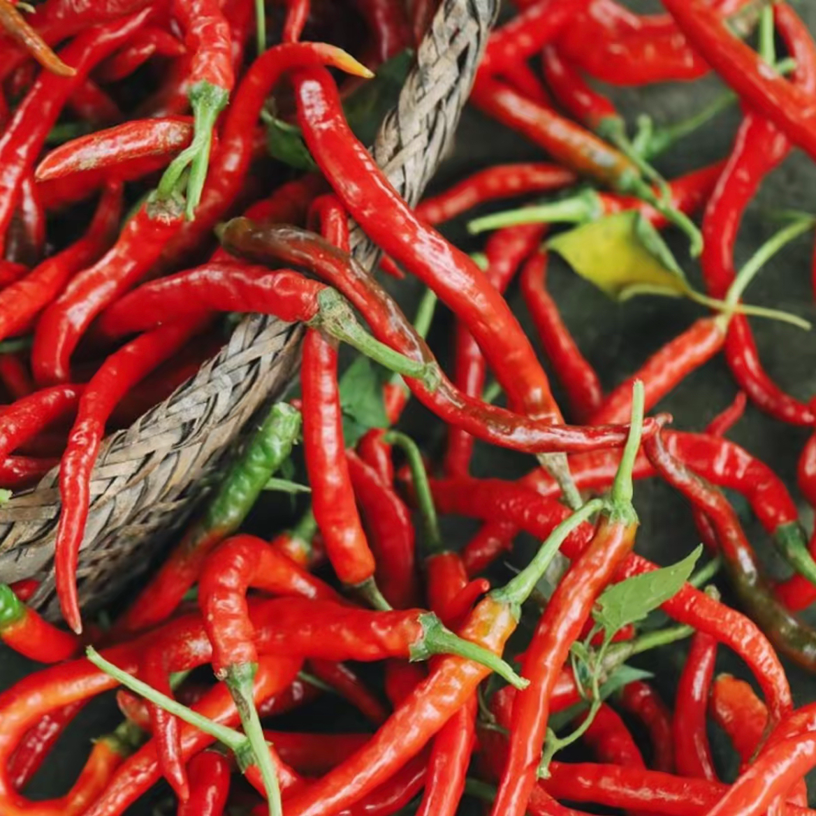 【红辣椒】新鲜红皱皮辣椒特辣又香做剁椒辣椒酱专用