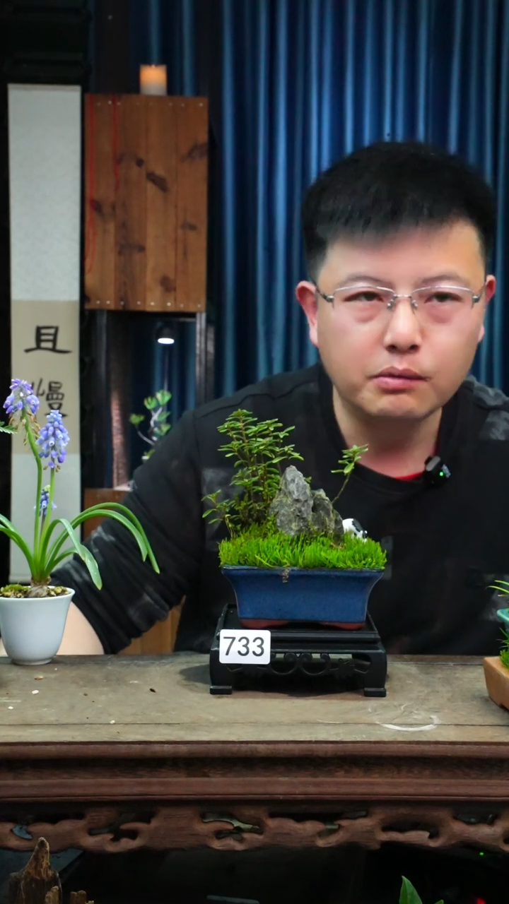 【闪购商品】苔藓微景观733号