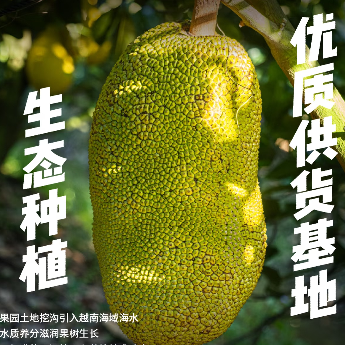 【手挑双A级果】越南红肉菠萝蜜 老树自然成熟 果香浓郁 一口入心