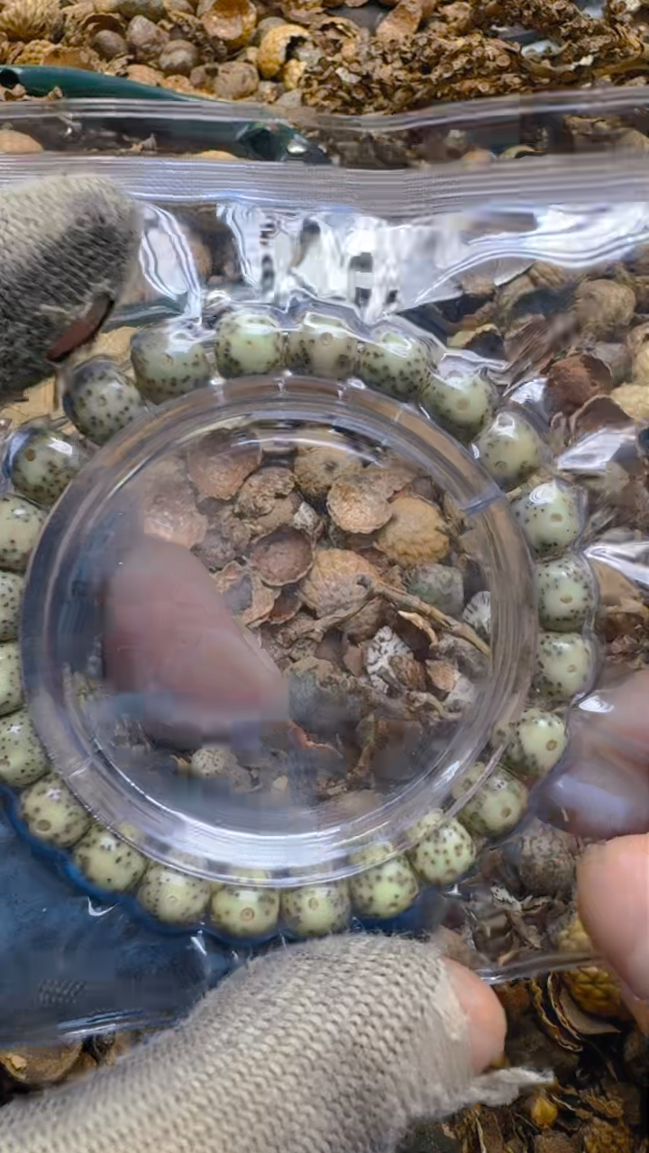 【闪购商品】星月菩提吊坠青稞手作12号