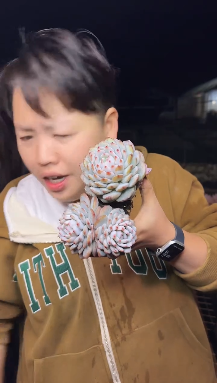 露养区小星星橙1单1多3.99