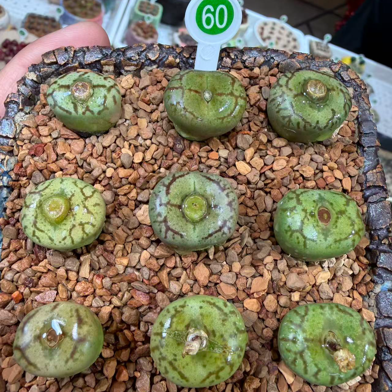 60多肉植物肉锥一颗