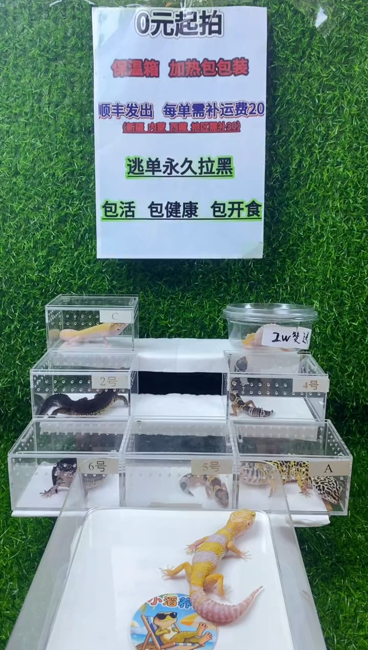 豹纹守宫豹纹守宫幼苗亚成体成体肥尾