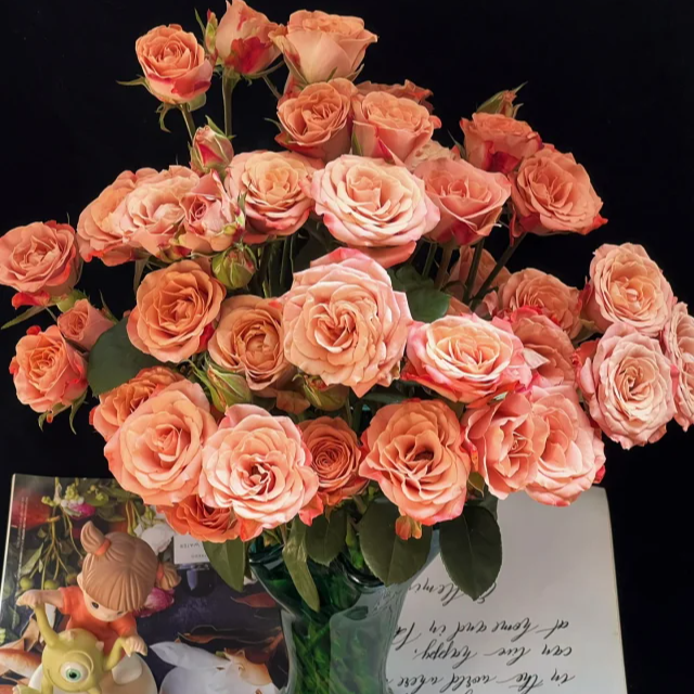 多头卡布10枝+巧克力泡泡10枝   一单中通包邮，两单升级顺丰冷链！