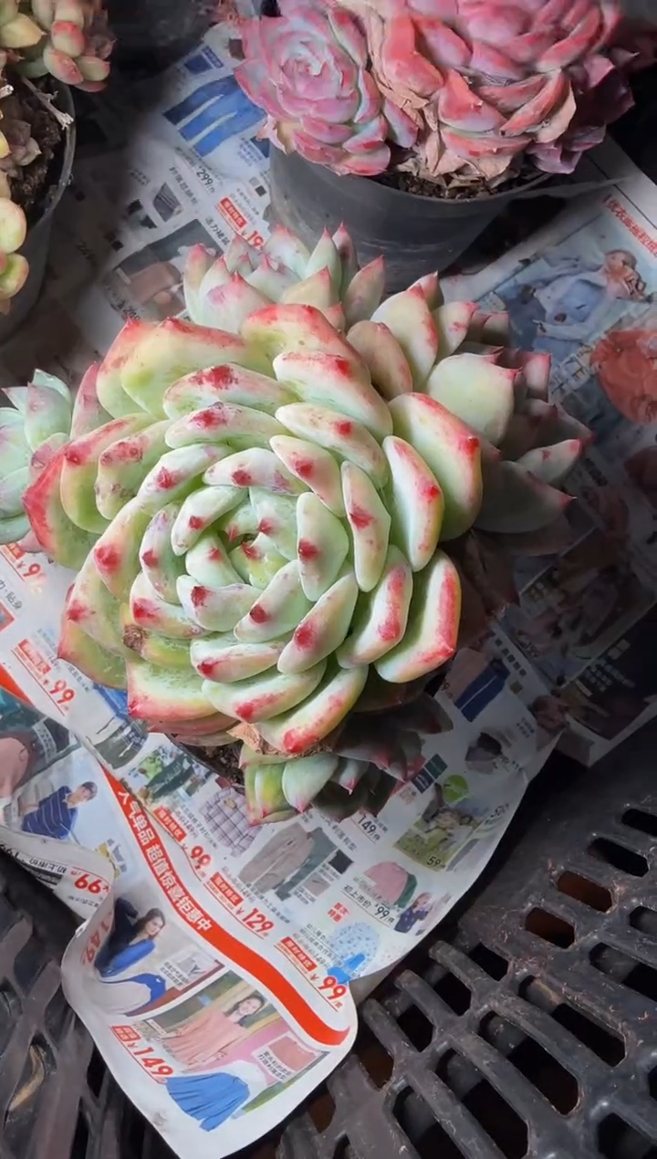 120#6头白拉糖群无砍（12-14cm）脱土