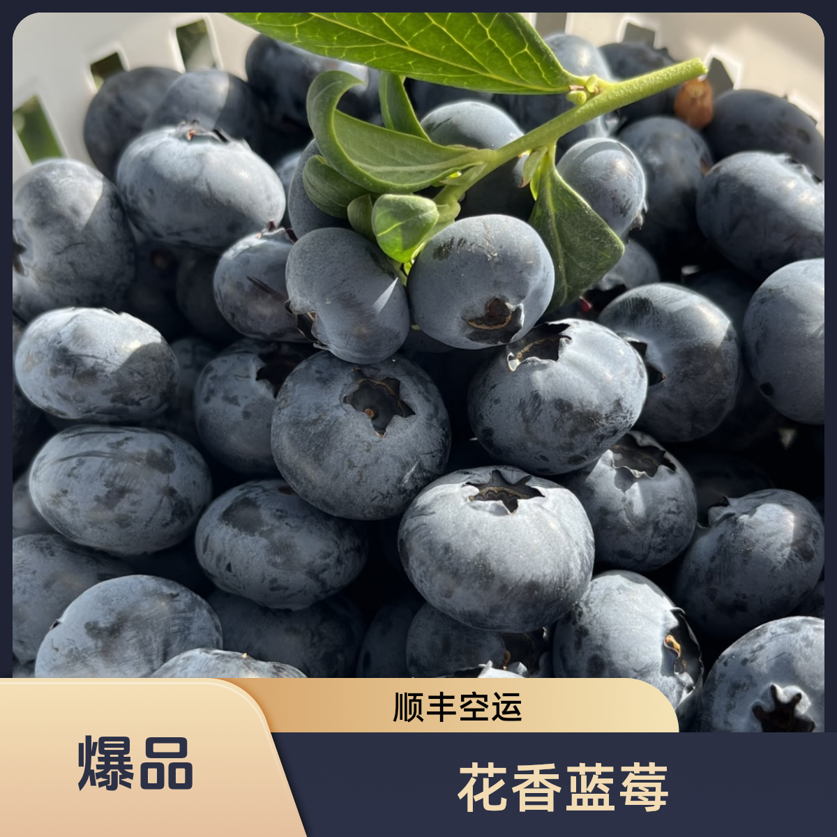 云南抚仙湖花香蓝莓