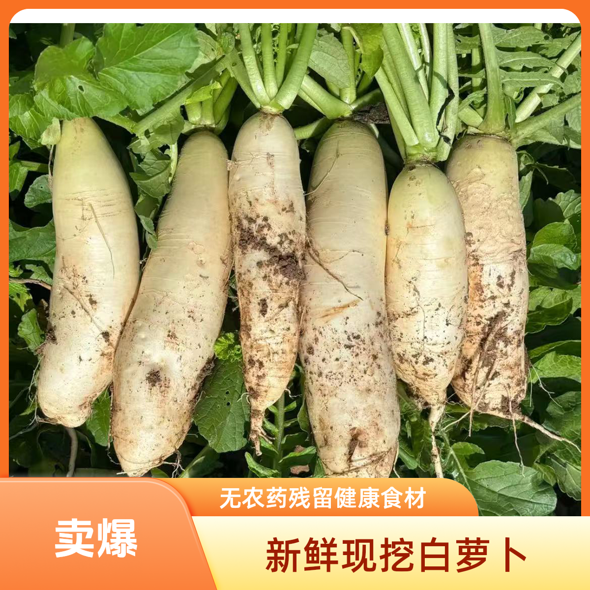 桂林老奶奶自种的萝卜，有点丑慎拍，清爽脆甜