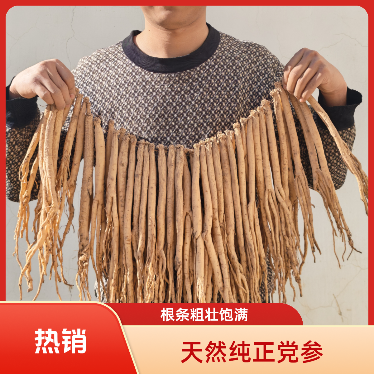 甘肃渭源无硫大条党参(七成干)煲汤泡水产地直发