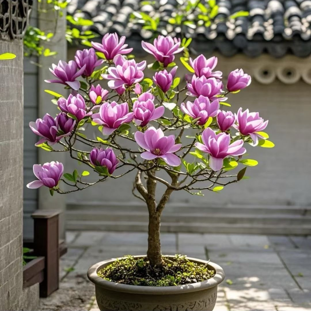 浓香型精品盆栽玉兰三季开花源头产地