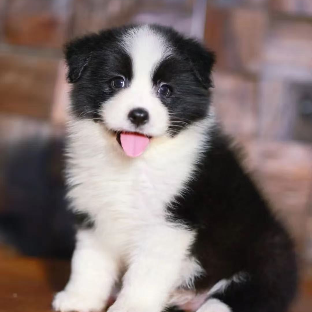 【阿布的边牧】宠物活体幼犬