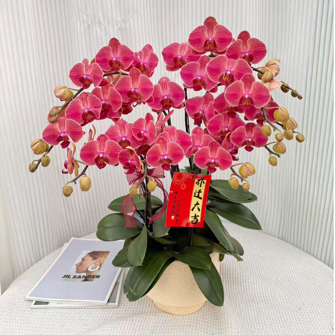 年宵花《聚宝橘子》橘红色系蝴蝶兰精致组盆好养耐养花期长基地直发