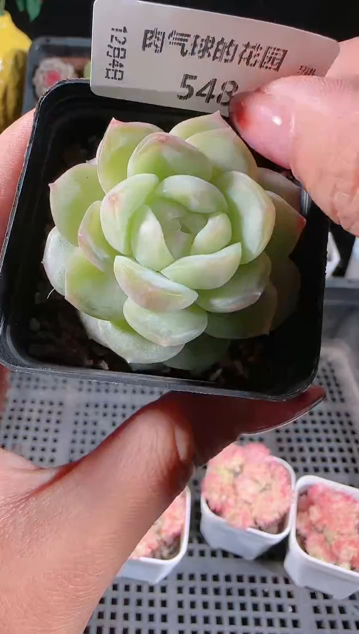 1204-548西江月多肉群生不包整