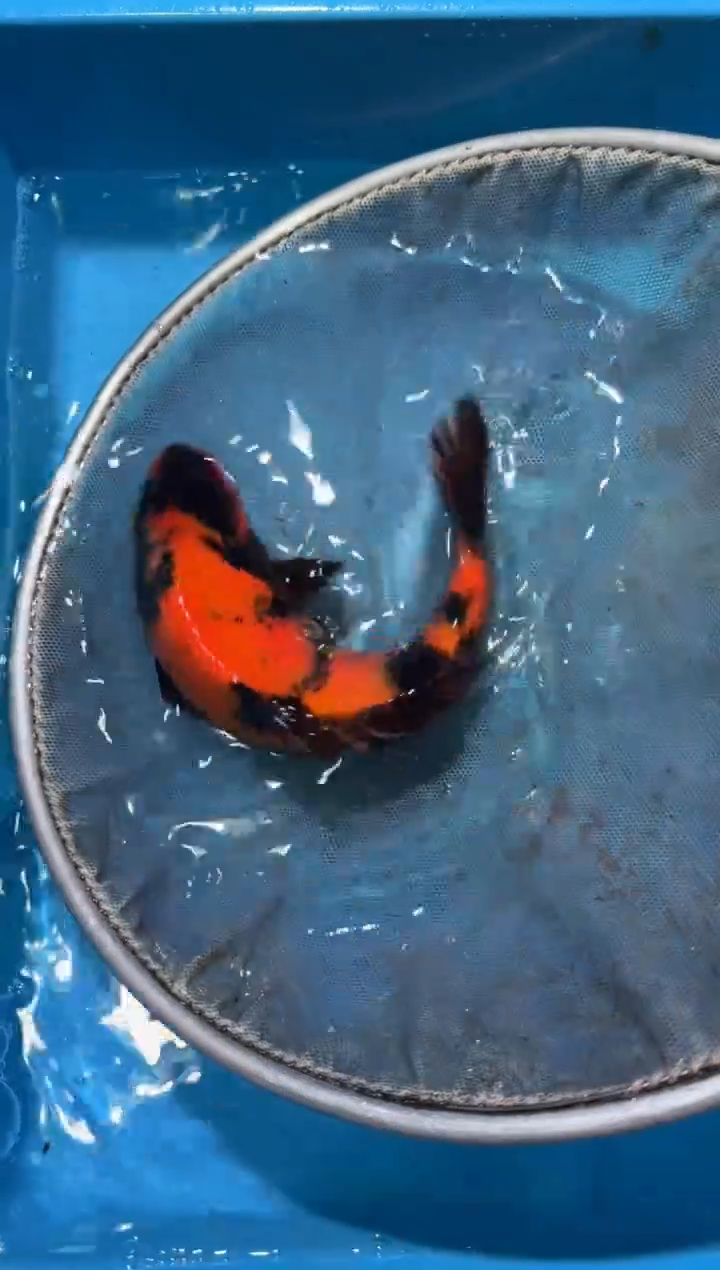 锦鲤点关注右下角竞拍链接出价