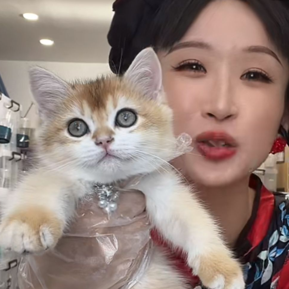 来了姊妹-金渐层英短-妹妹-11