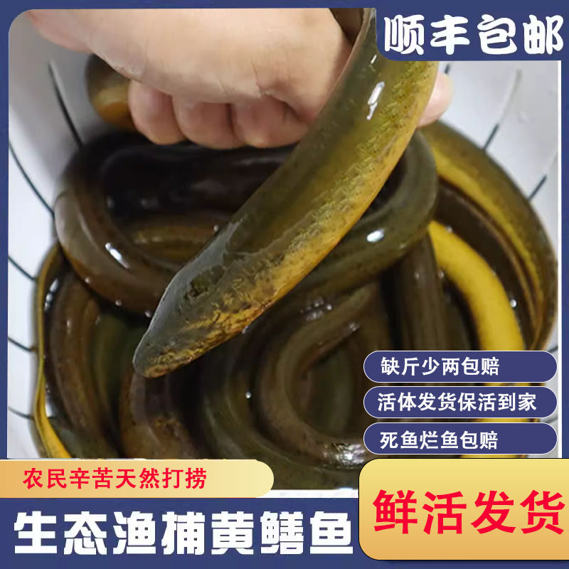 QY7【鲜活发货】土黄鳝新鲜黄鳝鲜活活体黄鳝鱼活鱼现捕现抓鳝鱼