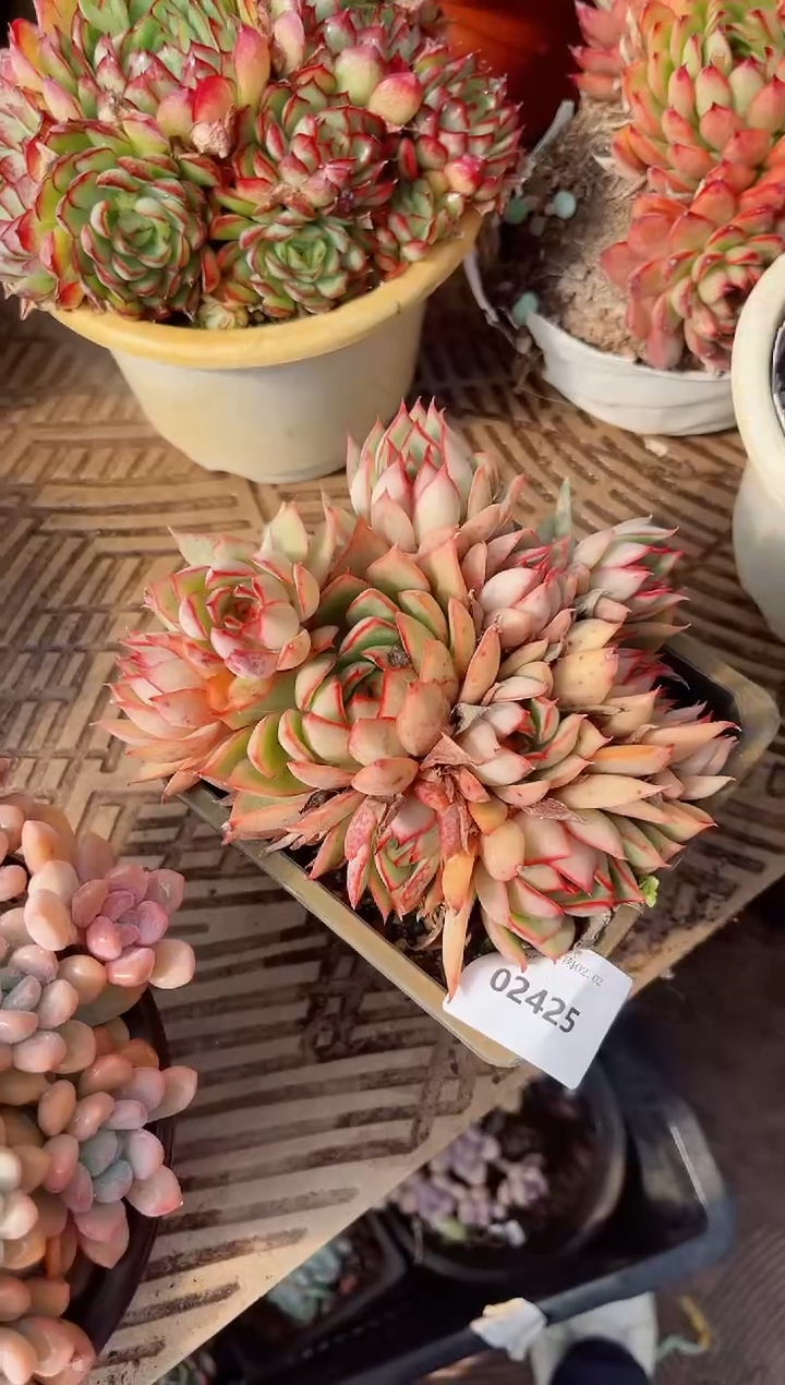 【闪购商品】02425