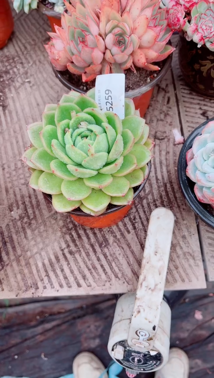 我****^跃跃精品多肉25259