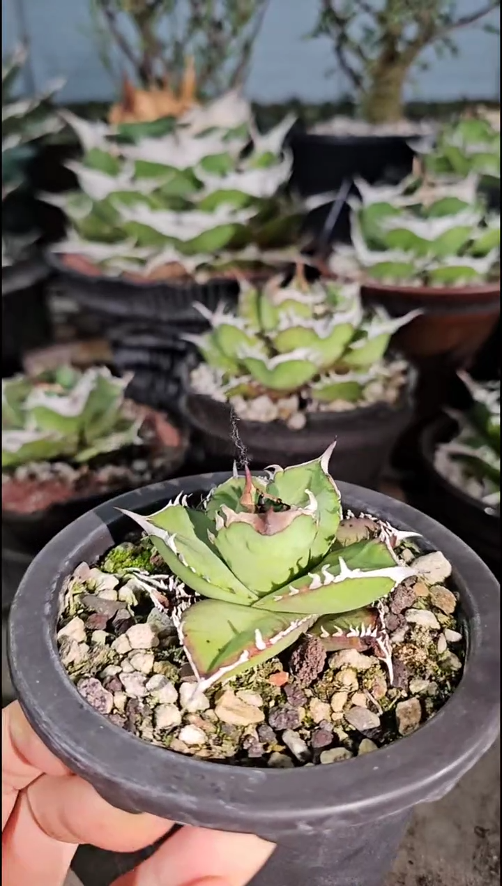 绿肌籽播实生 非组培