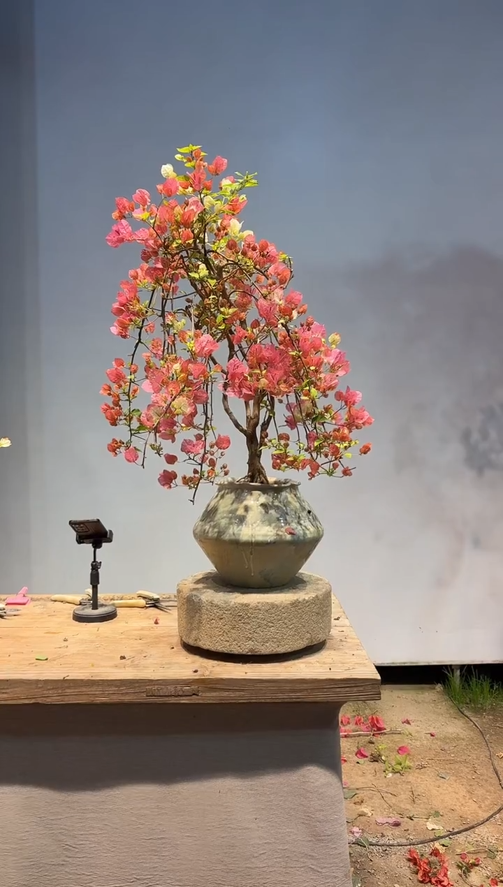 以实际为准三角梅A37