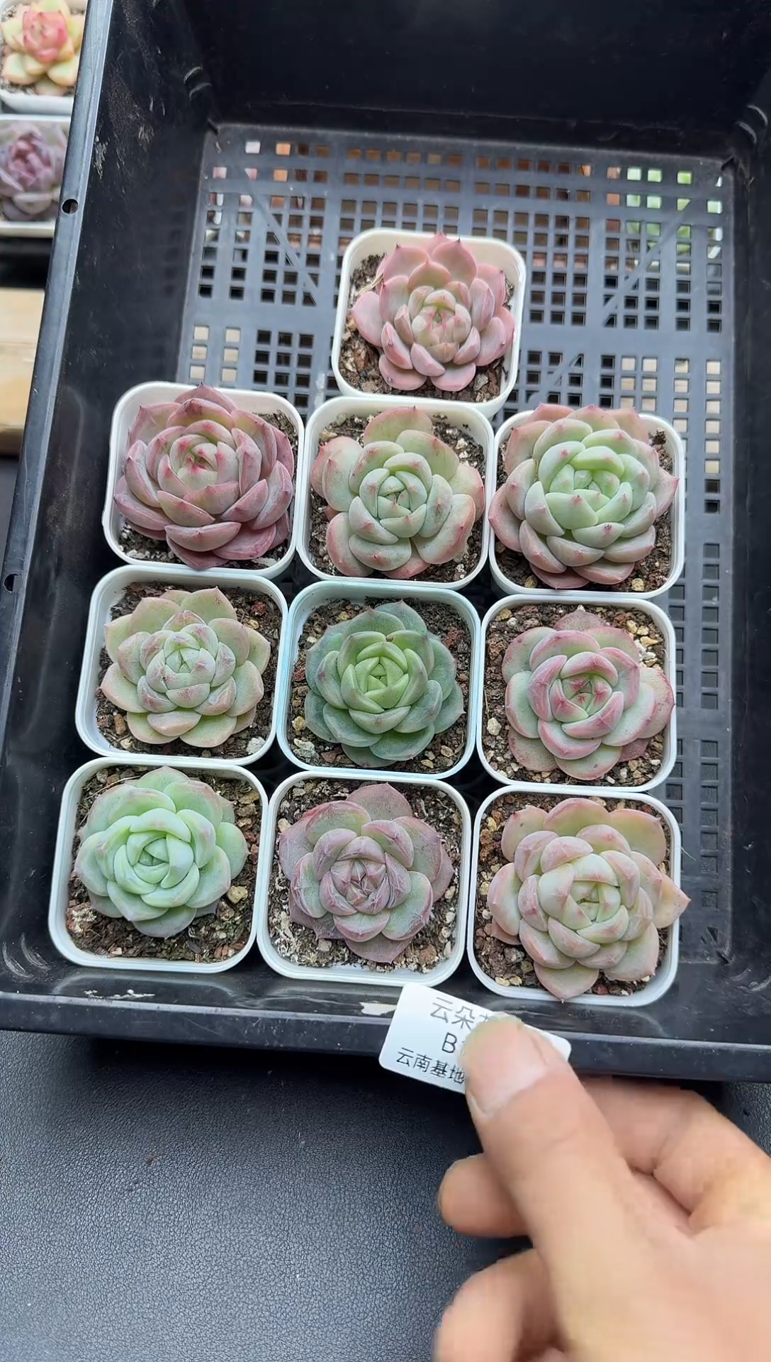 珍妮杂交多肉B103