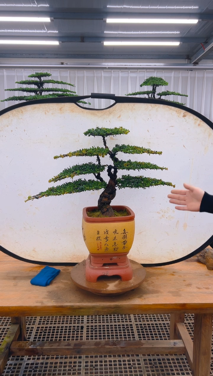 无花朵水**㵘精品盆景直播间一物一 拍