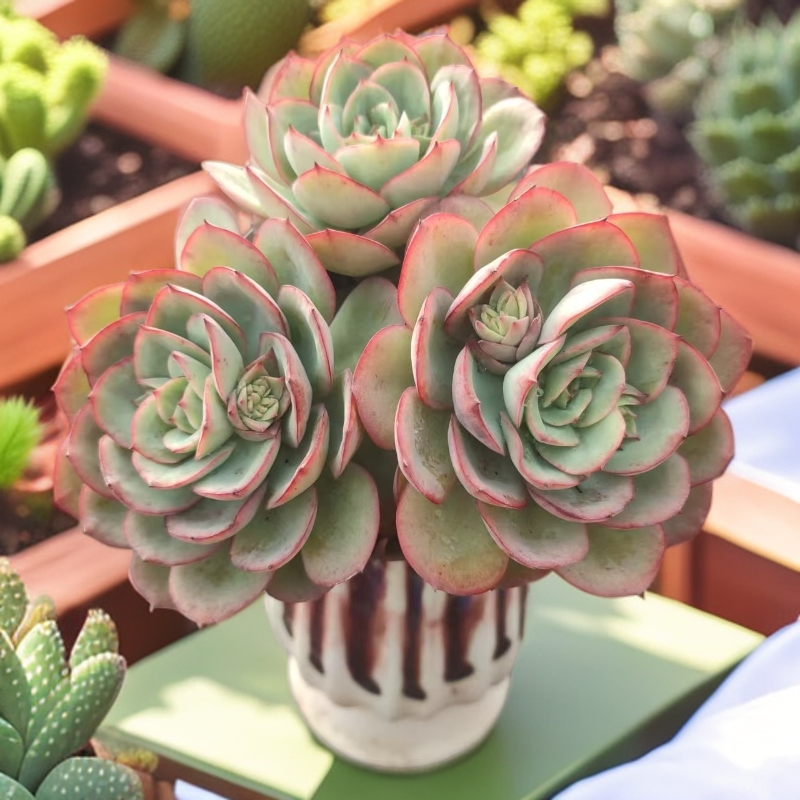 牡丹亭 多肉植物（九块九包邮） 以直播间实物为标准 新手好养     