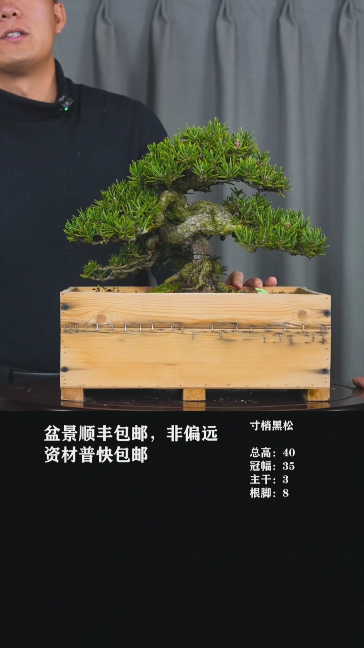 【闪购商品】-寸梢黑松