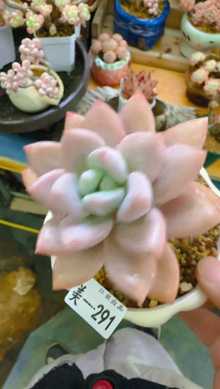 美—291—仙农（奥）