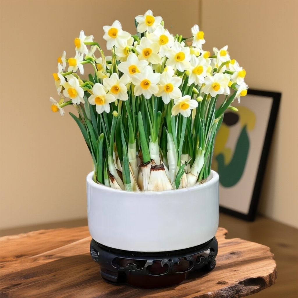 漳州正宗水仙花福建省省花中式风白色陶瓷盆器带底座送礼佳品家用