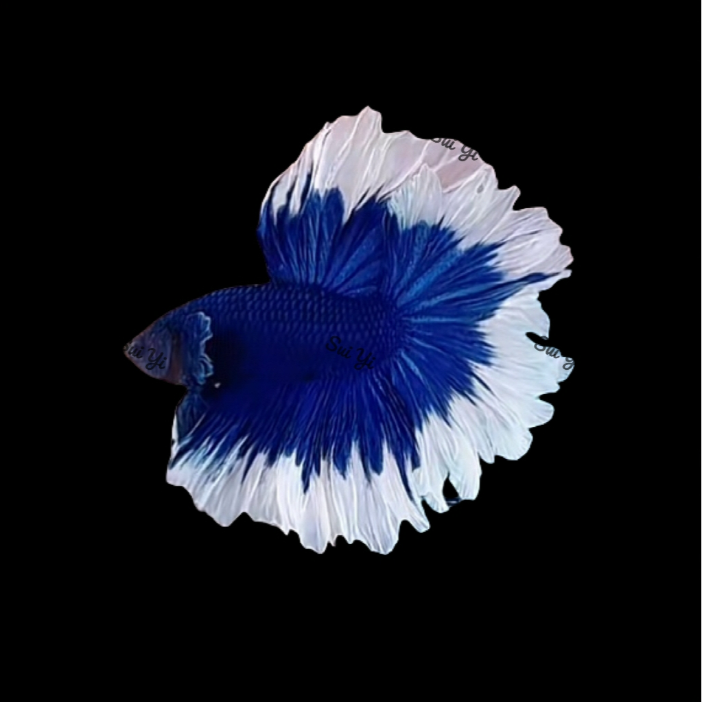 A8（169-192）随意泰国斗鱼小型热带观赏鱼（直播间选鱼）