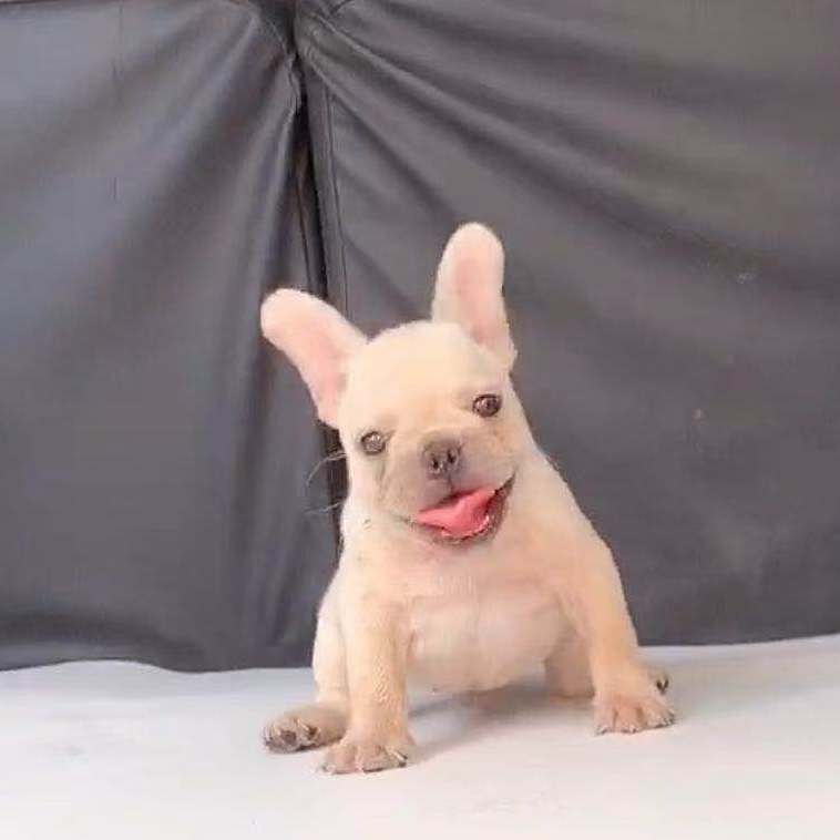 【宠上家】法国斗牛犬狗狗宠物活体狗狗萌宠小型犬法斗幼犬