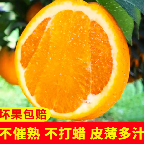 【新疆包邮】重庆奉节脐橙纽荷尔大果橙子当季新鲜水果甜橙重庆市