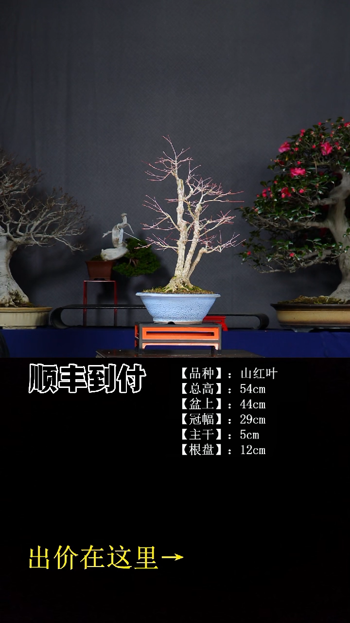 无花朵山红叶 不包邮