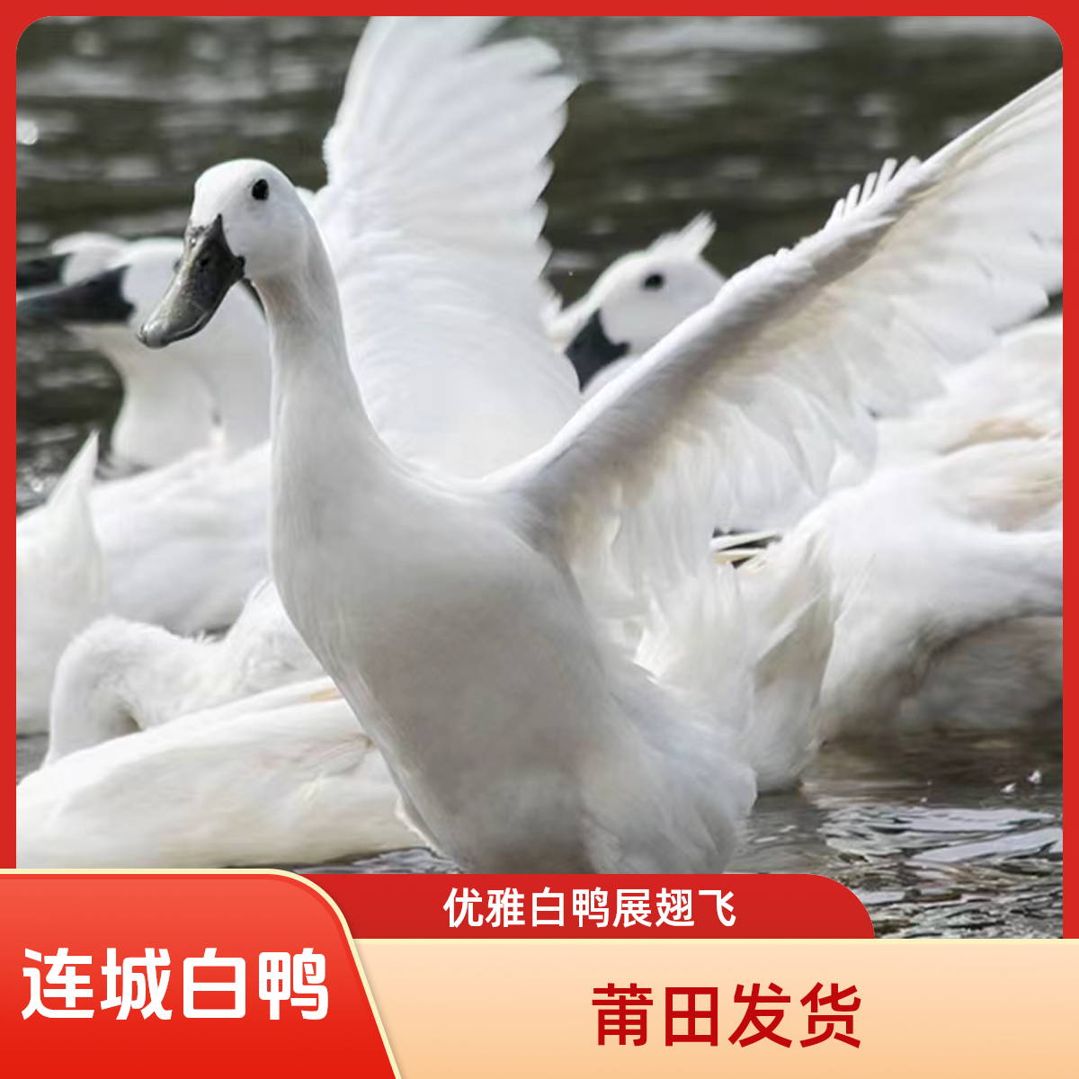  宠物鸭5两连城白鸭白鹭鸭白鸭活鸭产蛋
