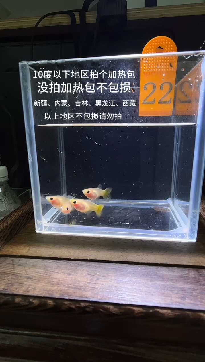 孔雀鱼皇家日落普通体22