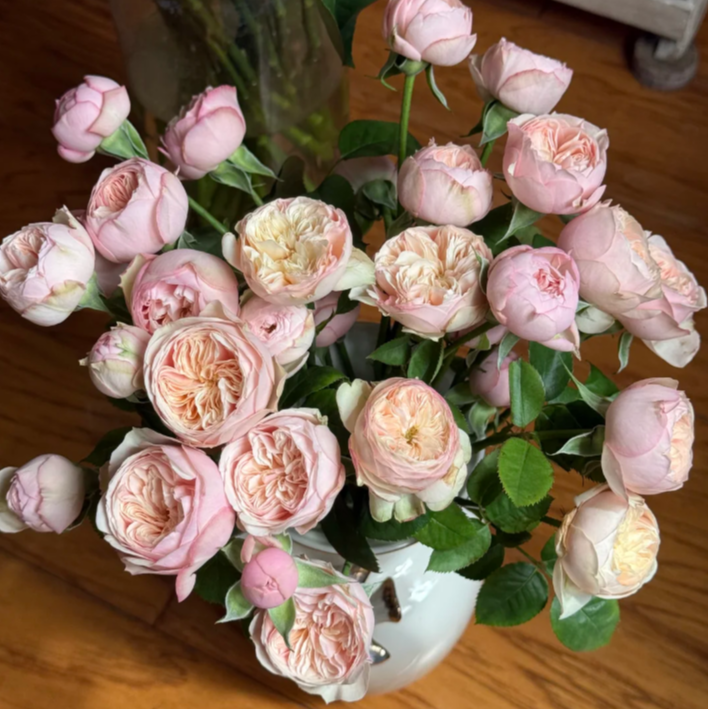 【今喜花舍】（多头）皇室浪漫 0°以下地区记得拍保温棉哦！！！