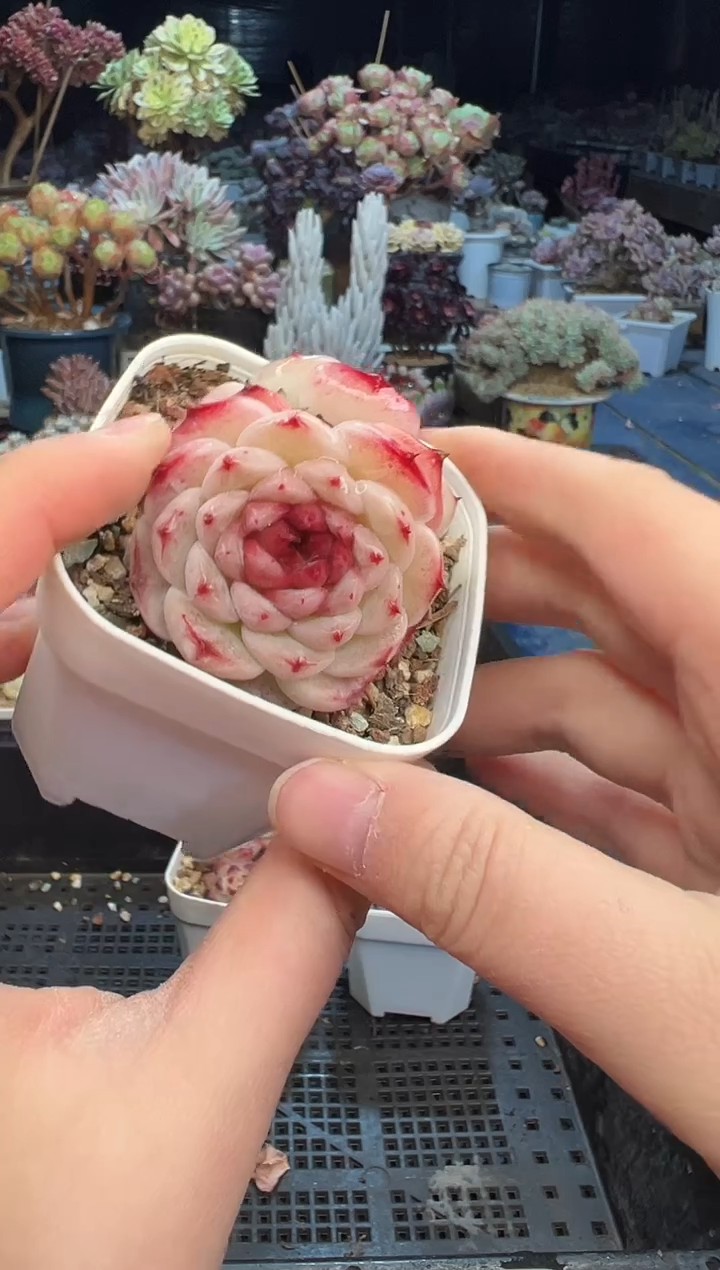 【闪购商品】638不带盆