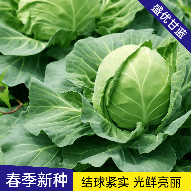 【全店满5包包邮】盛优甘蓝种子 大头菜种子包菜早熟卷心菜春秋季