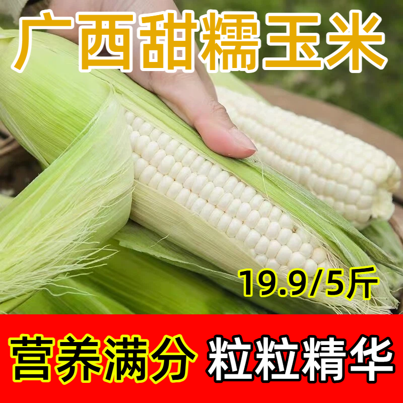 广西新鲜白糯玉米现摘现发甜糯可口带壳玉米