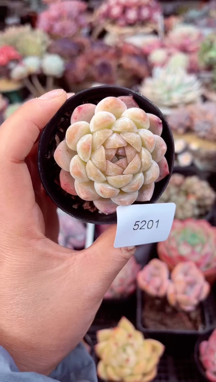 【闪购商品】5201单头多肉