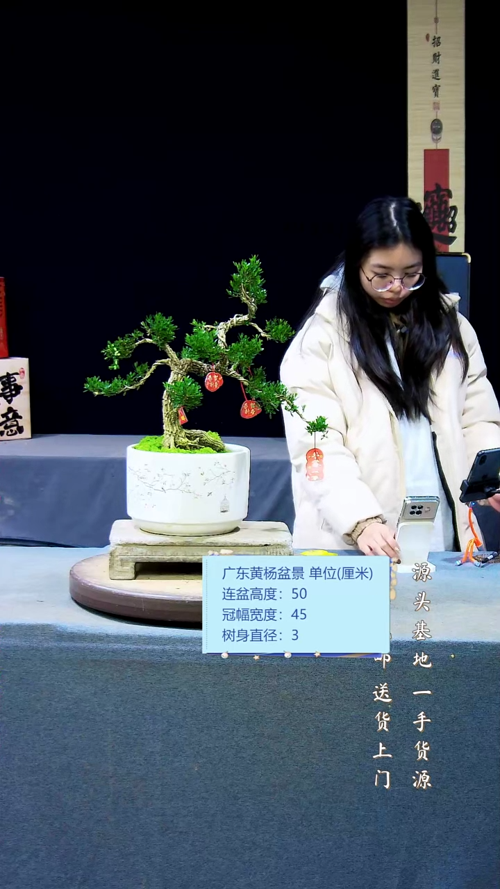 【闪购商品】雀舌黄杨盆景雀舌黄杨盆景