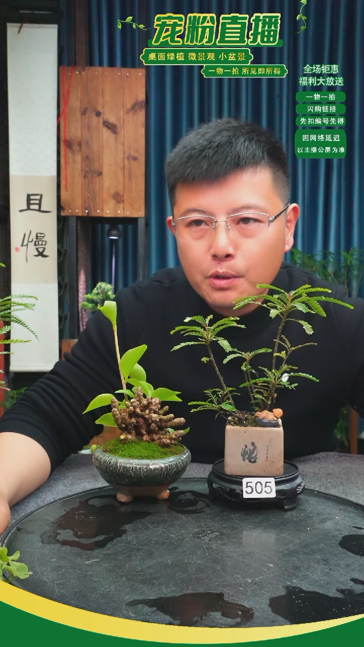 无花朵两****妈苔藓微景观505号
