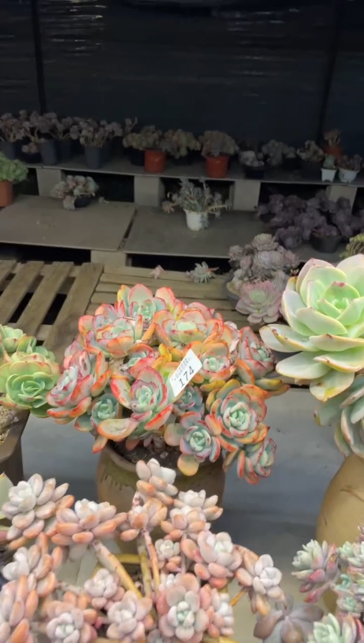 【闪购商品】174白月光