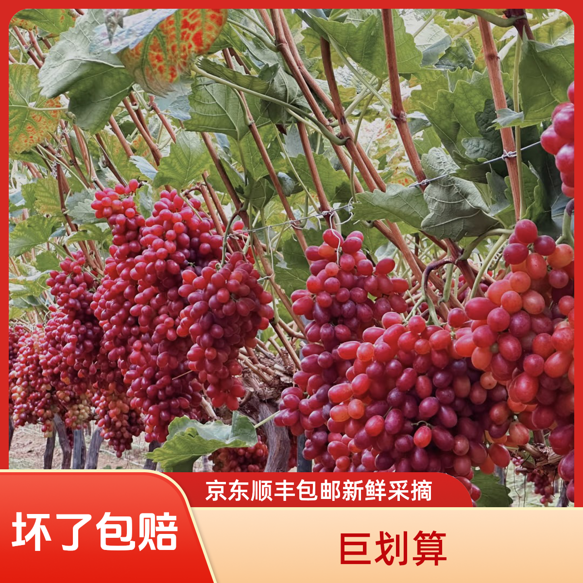 【顺丰京东包邮】青岛克伦生冰美人脆口纯甜无籽葡萄新品小粒葡萄