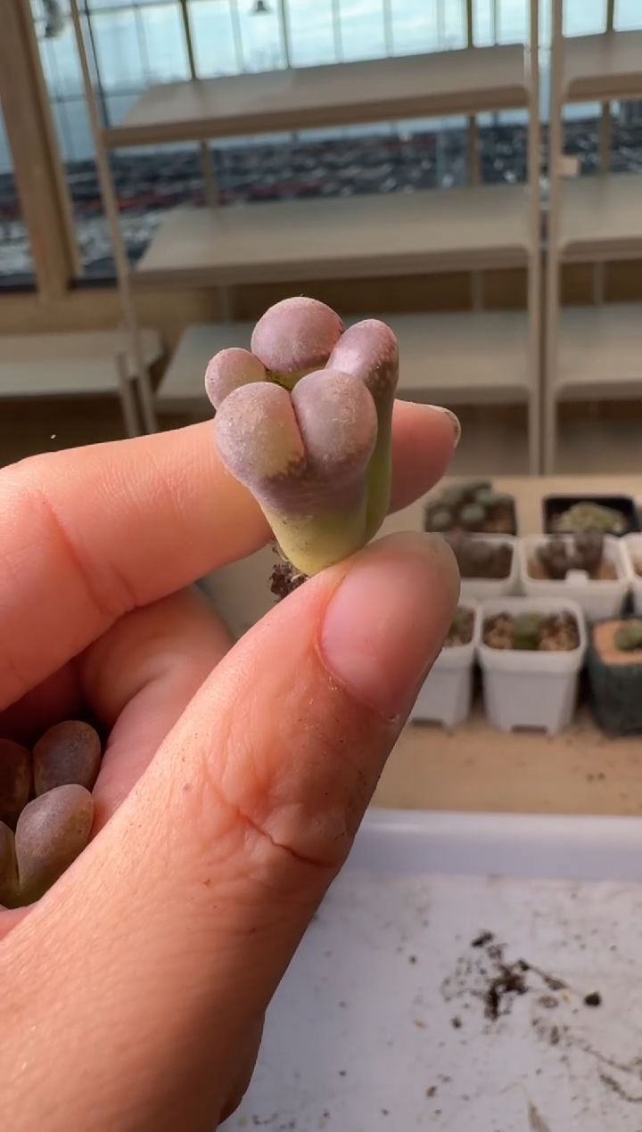 24-226多肉植物肉锥