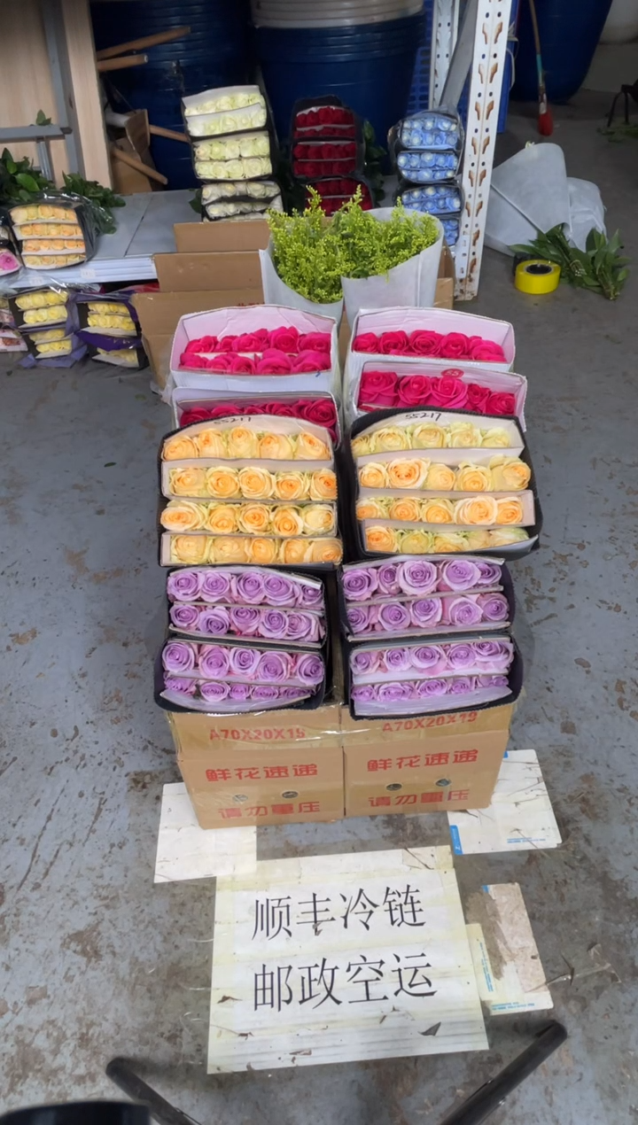 佛洛依德20枝+海洋之歌20枝+香槟20枝+黄莺