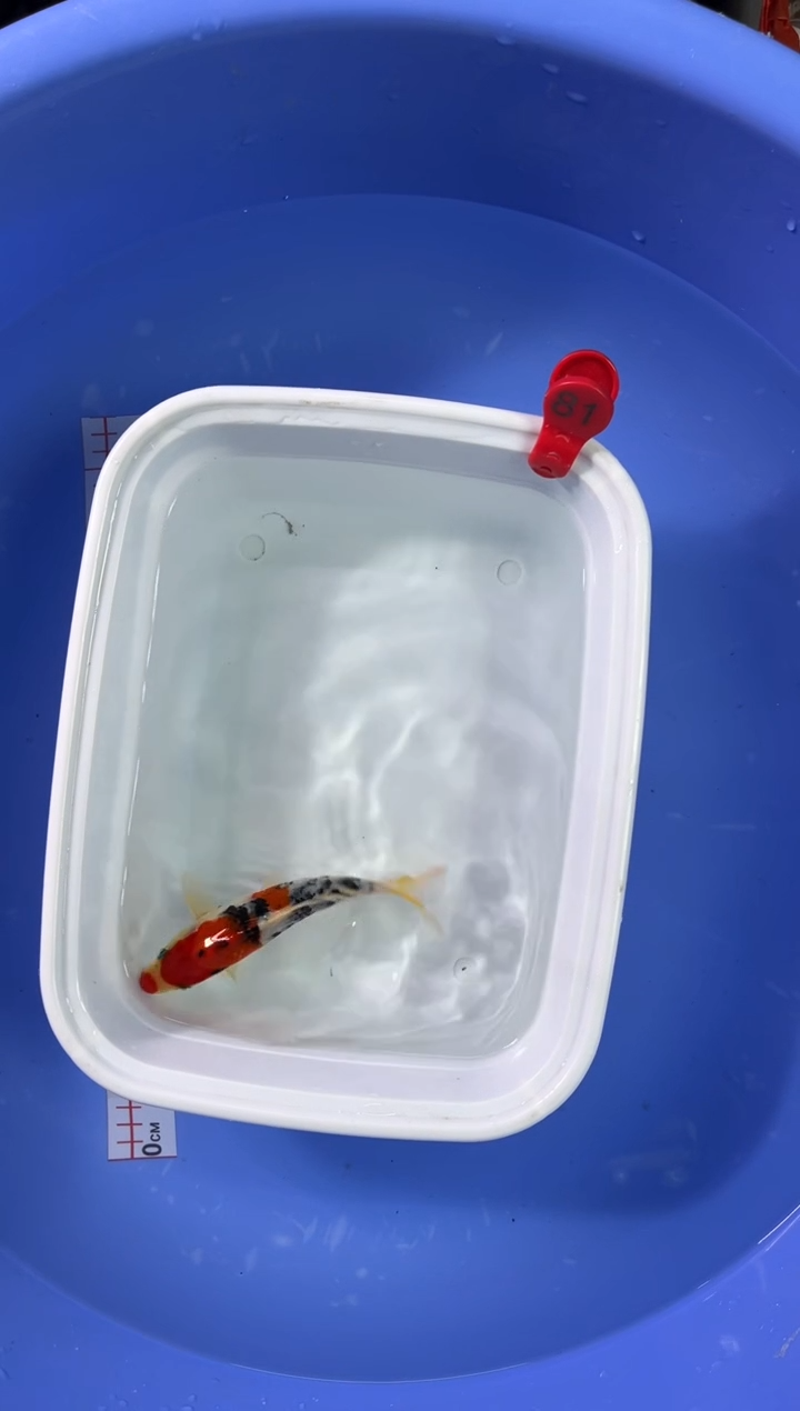 锦鲤活体二号连接